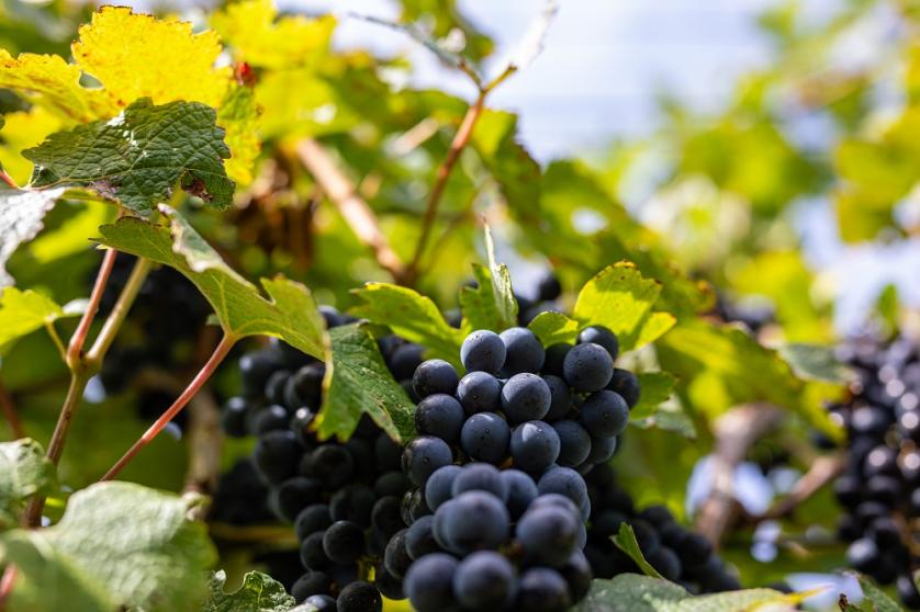 Luka Tabako, Ružica Vinodola Luka Tabako, Ružica Vinodola