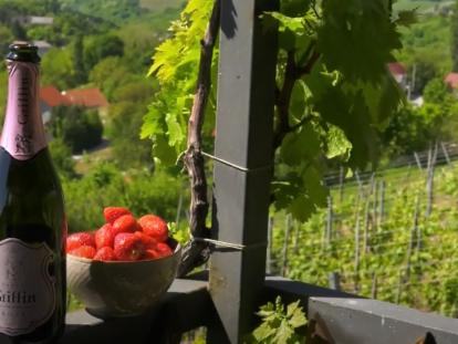Vinari zagrebačke županije
