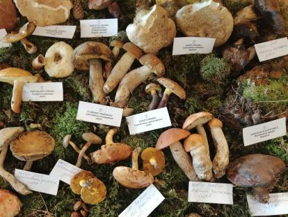 TZ Sisačko-moslavačke županije Fungi vikend u Lonjskom polju, 26. – 27.9.