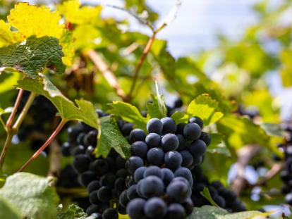 Luka Tabako Ružica Vinodola